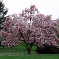 Magnolia Tree