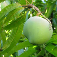 Green Mango