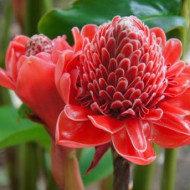 Ginger Blossom