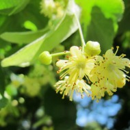 Linden Blossom