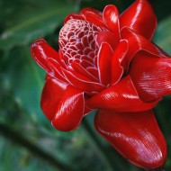 Ginger Flower