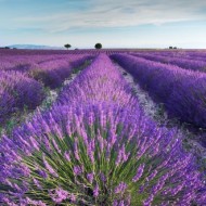 Lavander Breeze