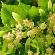Linden Flower